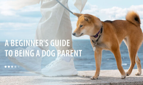 dog training banner