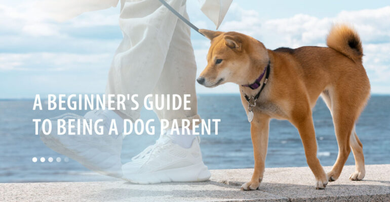 dog training banner